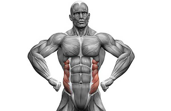 Oblique muscles anatomy